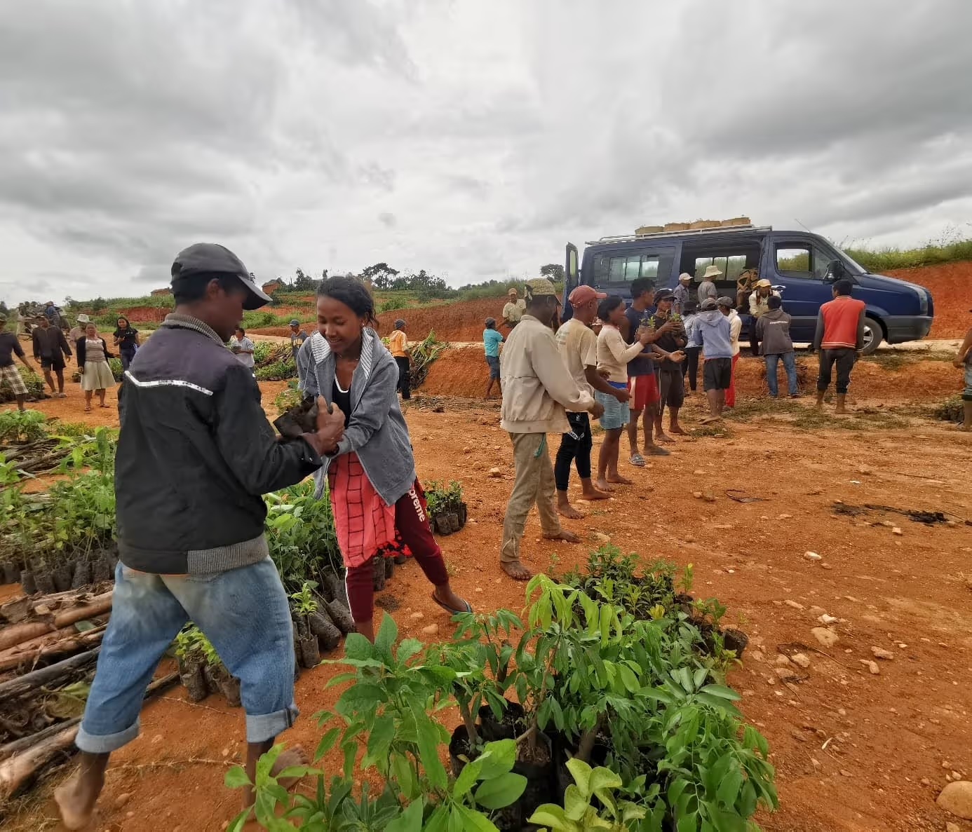 Distribution de centaines de jeunes plants aux habitants d'un village malgache depuis un camion du projet de reboisement.